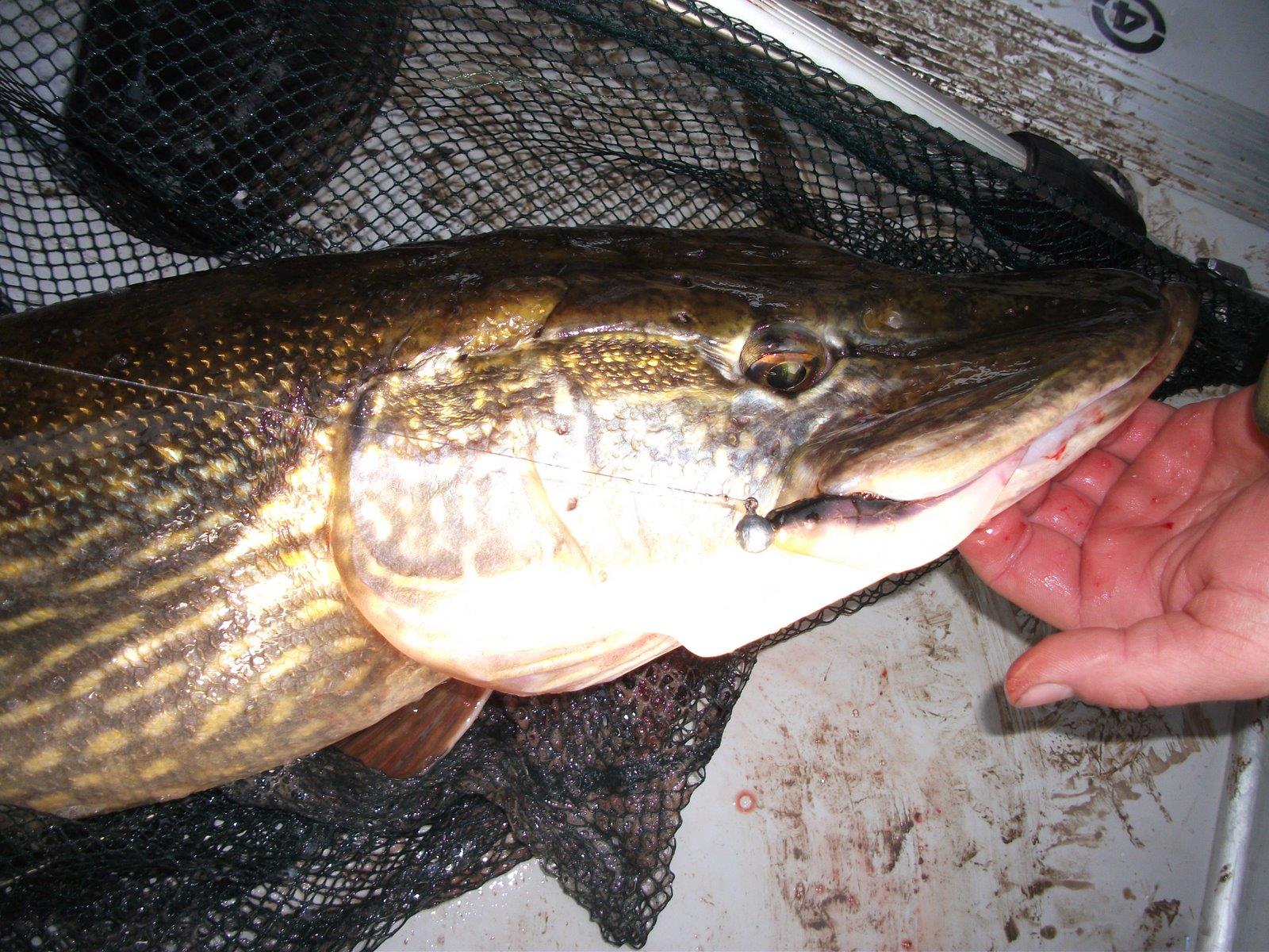 capturi - mister twister, sidef cu spate negru